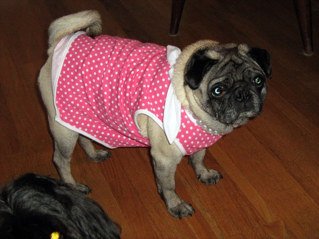 Pug dress up...