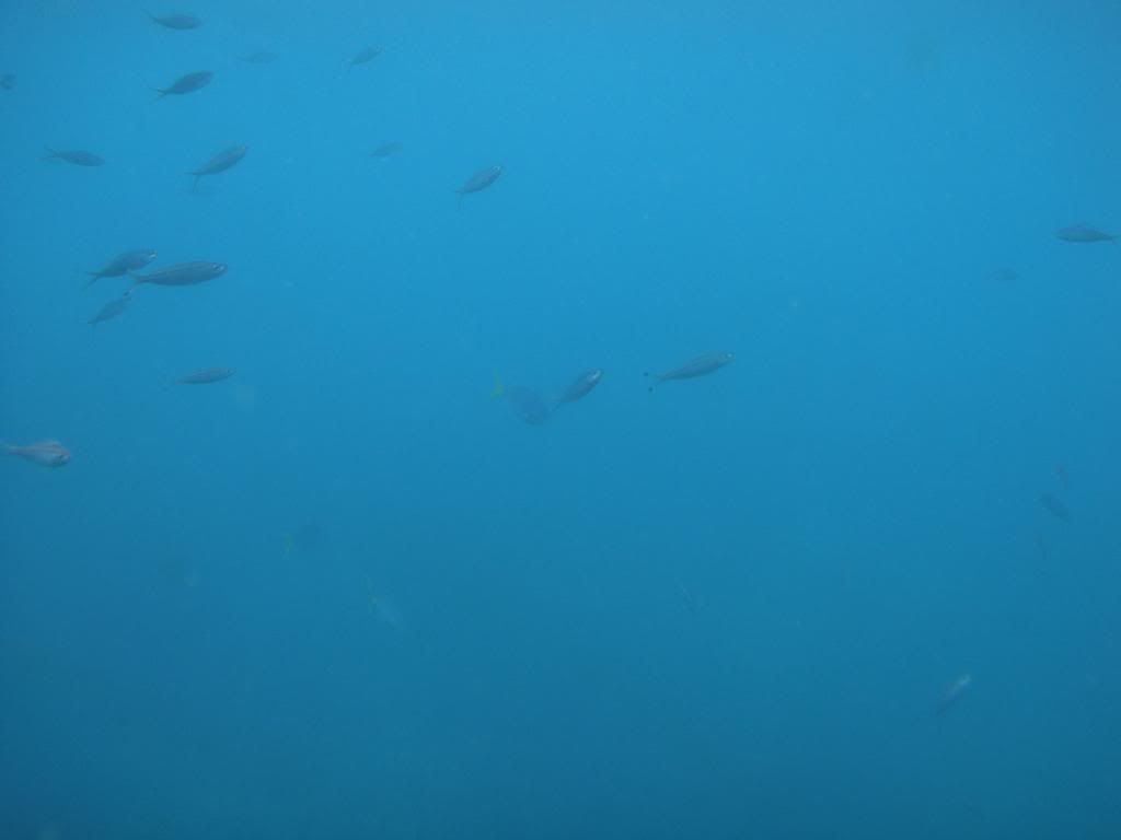 大堡礁潜水