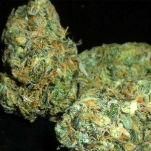 platinum girl scout cookies weed: Platinum Girls Scout Cookie