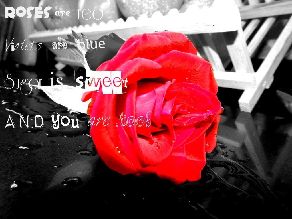 rose Pictures, Images and Photos