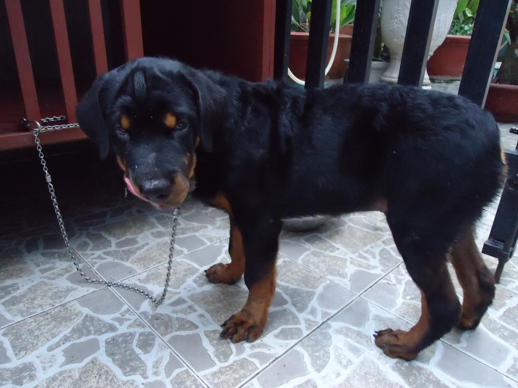 ban cho rottweiler duc 4 thang . - 1