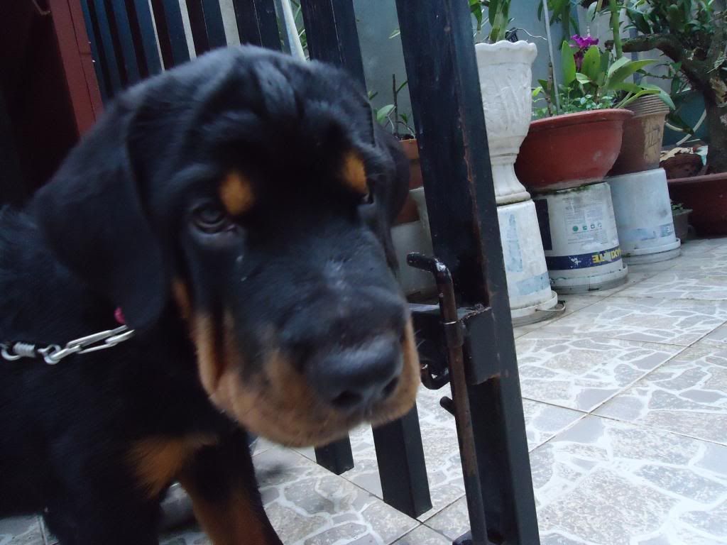ban cho rottweiler duc 4 thang . - 2