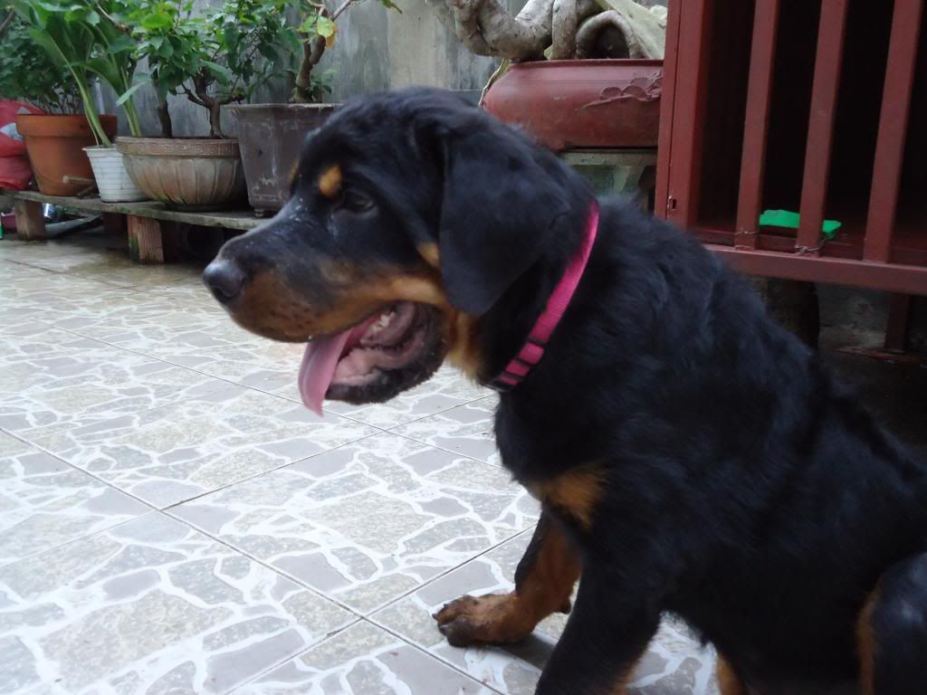 ban cho rottweiler duc 4 thang . - 3